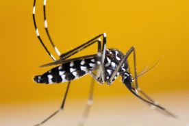 ECDC: komary przenoszące choroby tropikalne rozprzestrzeniają się w całej Europie