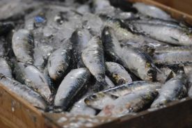 Jedzenie małych ryb w całości może przedłużać życie
