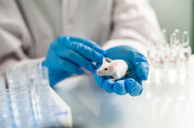 Tylko jedna na 20 terapii testowanych na zwierzętach zostaje dopuszczona u ludzi