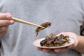 Singapur: Władze zatwierdziły do spożycia 16 gatunków owadów