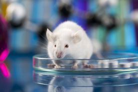 Zmodyfikowane myszy mają typowy dla człowieka układ odpornościowy